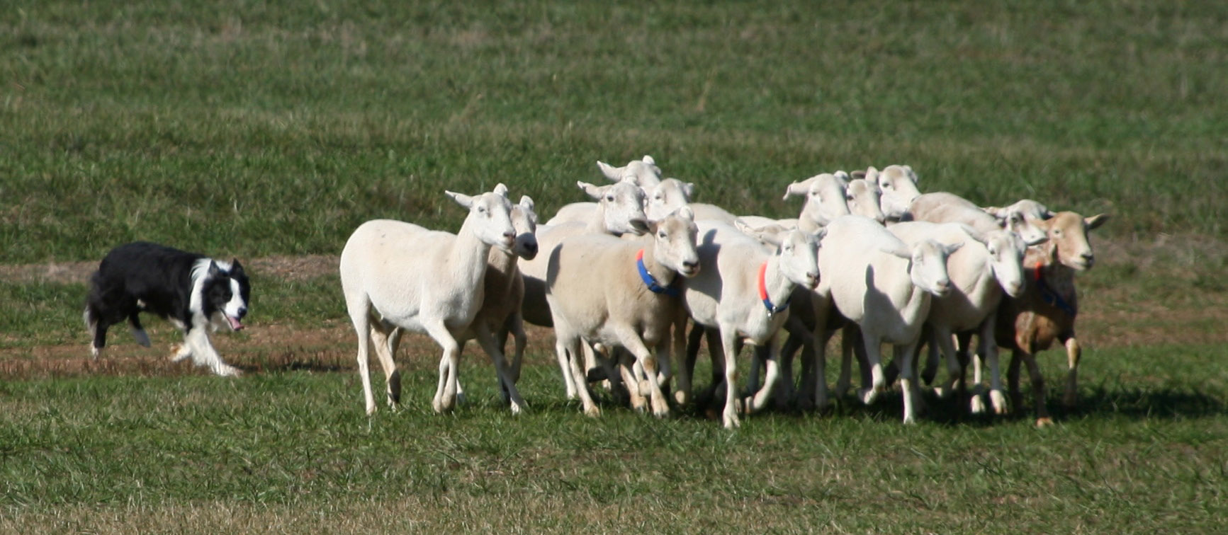 Border Collie herding sheep at a sheepdog trial