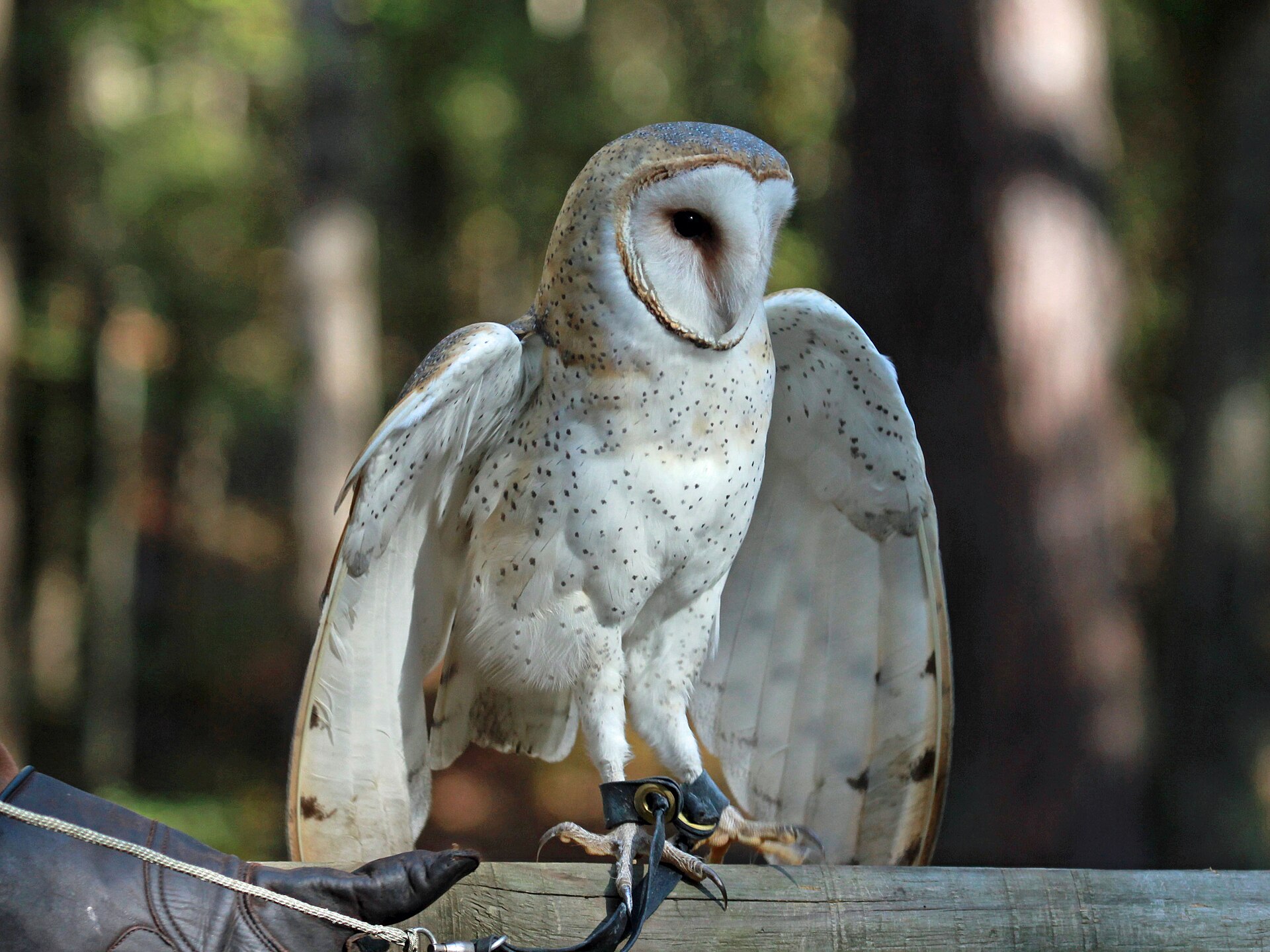 Barn owl at the Carolina Raptor Center